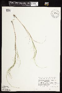 Muhlenbergia cuspidata image