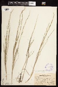 Muhlenbergia cuspidata image