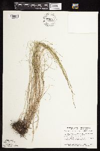Muhlenbergia cuspidata image