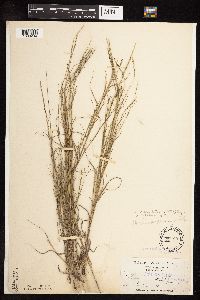 Muhlenbergia cuspidata image