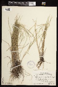 Muhlenbergia cuspidata image