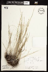 Muhlenbergia cuspidata image