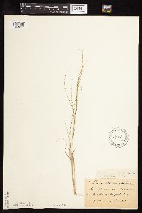 Muhlenbergia cuspidata image