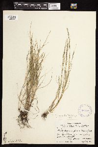 Muhlenbergia cuspidata image