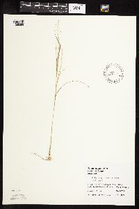 Muhlenbergia cuspidata image