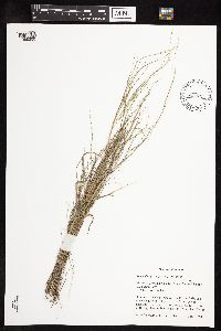 Muhlenbergia cuspidata image