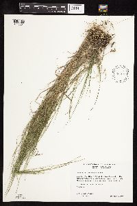 Muhlenbergia cuspidata image