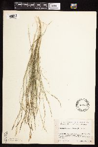Muhlenbergia cuspidata image
