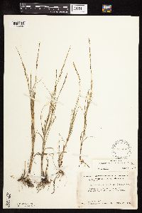 Muhlenbergia cuspidata image