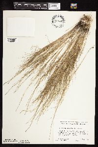 Muhlenbergia cuspidata image