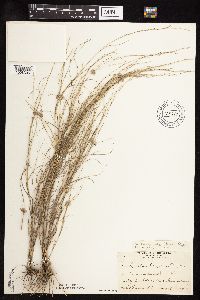 Muhlenbergia cuspidata image