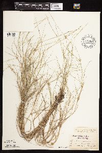 Muhlenbergia cuspidata image