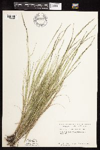 Muhlenbergia cuspidata image