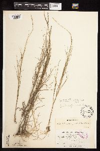 Muhlenbergia cuspidata image