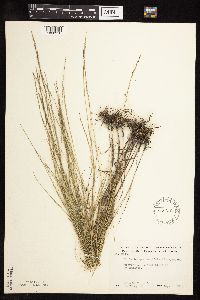 Muhlenbergia cuspidata image