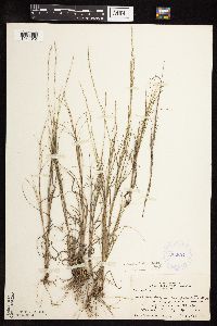 Muhlenbergia cuspidata image