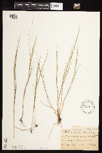 Muhlenbergia cuspidata image