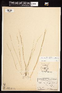 Muhlenbergia cuspidata image