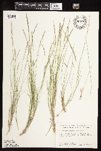Muhlenbergia cuspidata image