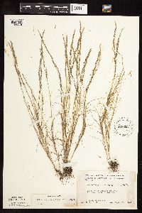 Muhlenbergia cuspidata image