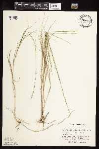 Muhlenbergia cuspidata image