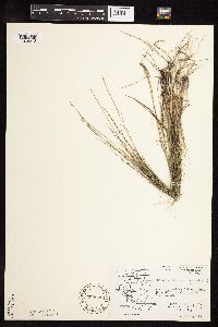 Muhlenbergia cuspidata image