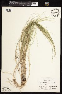Muhlenbergia cuspidata image
