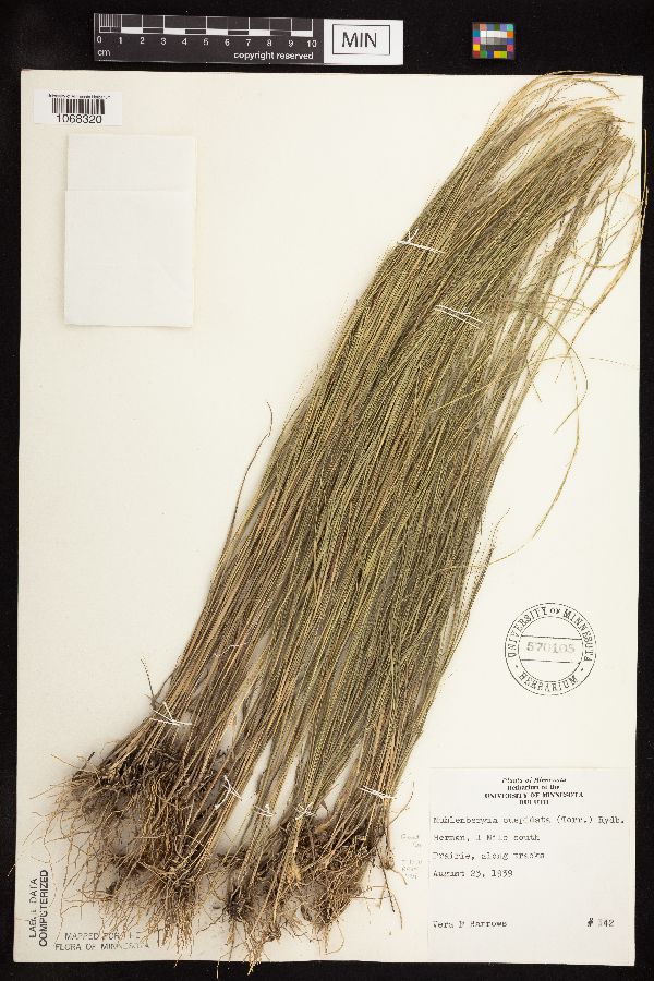 Muhlenbergia cuspidata image