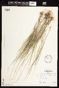 Muhlenbergia cuspidata image