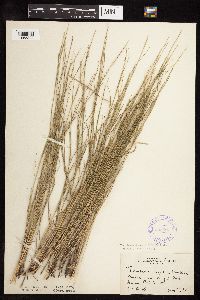 Muhlenbergia cuspidata image