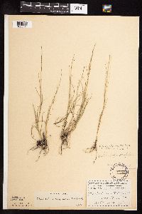 Muhlenbergia cuspidata image