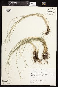 Muhlenbergia cuspidata image
