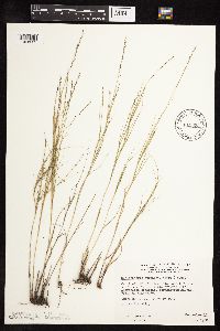 Muhlenbergia cuspidata image