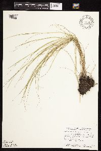 Muhlenbergia cuspidata image