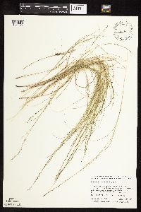 Muhlenbergia cuspidata image