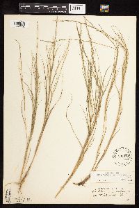 Muhlenbergia cuspidata image