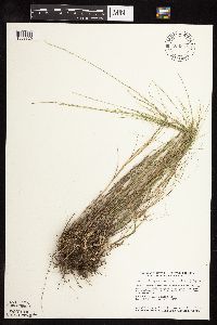 Muhlenbergia cuspidata image
