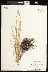 Muhlenbergia cuspidata image