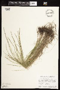 Muhlenbergia cuspidata image