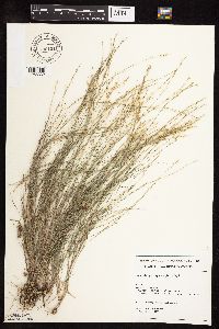 Muhlenbergia cuspidata image