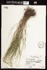 Muhlenbergia cuspidata image