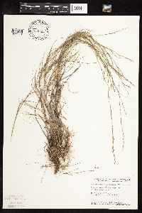 Muhlenbergia cuspidata image