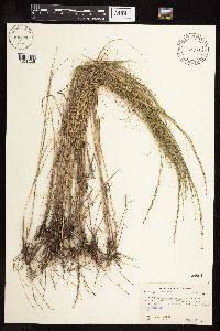 Muhlenbergia cuspidata image