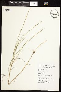 Muhlenbergia cuspidata image