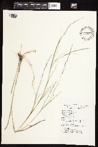 Muhlenbergia cuspidata image
