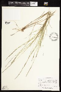 Muhlenbergia cuspidata image