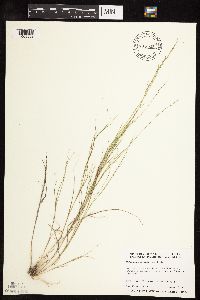 Muhlenbergia cuspidata image