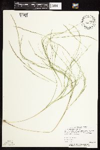 Muhlenbergia cuspidata image