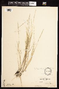 Muhlenbergia cuspidata image