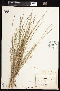Muhlenbergia cuspidata image